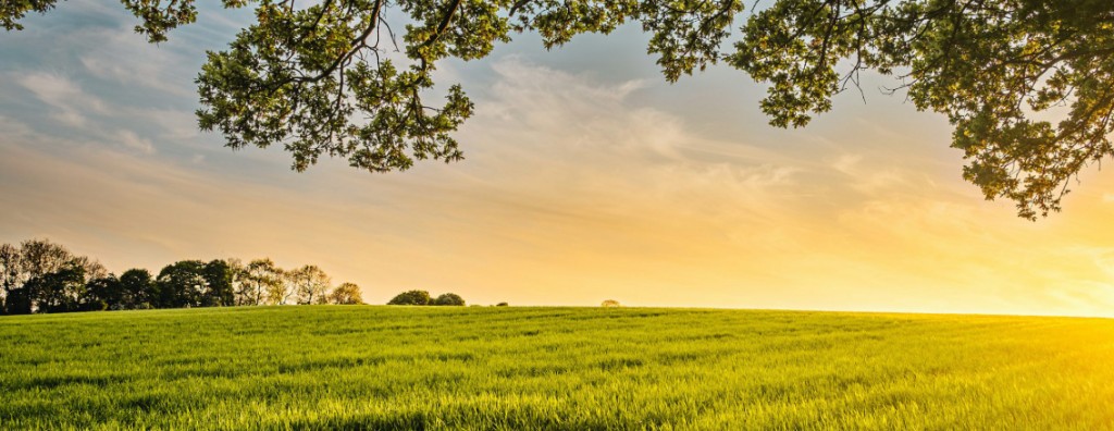 Peaceful green field at golden hour